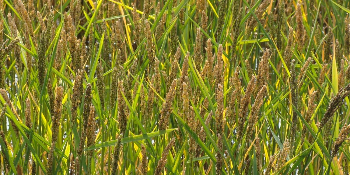 <p>МЕРОПРИЯТИЯ ПО ЭФФЕКТИВНОМУ ИСПОЛЬЗОВАНИЮ РИСОВЫХ ОРОСИТЕЛЬНЫХ СИСТЕМ</p>