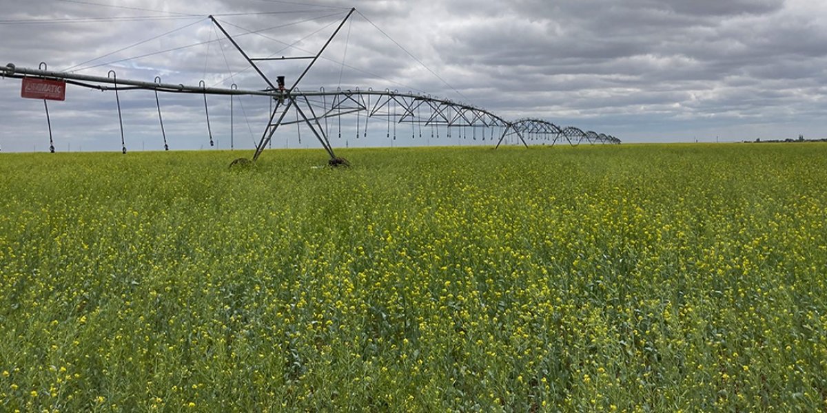 <p>ПОТЕНЦИАЛ РЕГУЛИРОВАНИЯ ОБОРОТА ОРГАНИЧЕСКОГО УГЛЕРОДА И АЗОТА ПОЧВЫ ПРИ ВОЗДЕЛЫВАНИИ ПОЛЕВЫХ КУЛЬТУР НА ОРОШАЕМЫХ ЗЕМЛЯХ НИЖНЕГО ПОВОЛЖЬЯ</p>