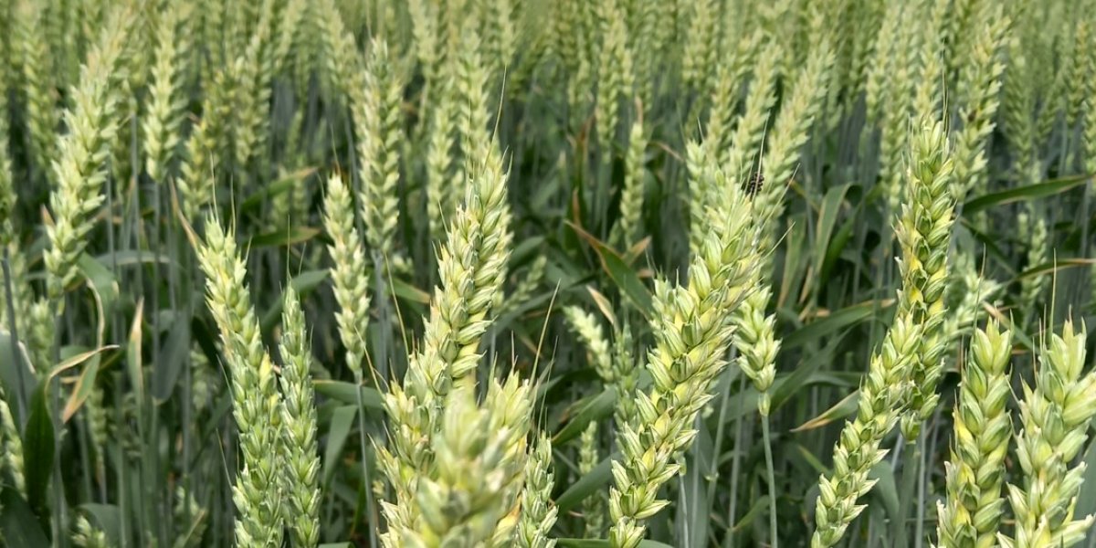 <p>НАКОПЛЕНИЕ МИКРОЭЛЕМЕНТОВ РАСТЕНИЯМИ ОЗИМОЙ ПШЕНИЦЫ В ЗАВИСИМОСТИ ОТ ТЕХНОЛОГИИ ВОЗДЕЛЫВАНИЯ</p>