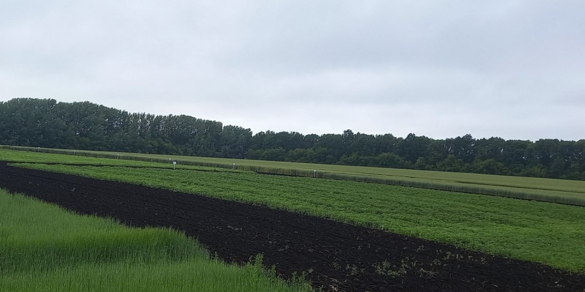 <p>ВЛИЯНИЕ КЛИМАТА И ПОГОДНЫХ УСЛОВИЙ НА ДИНАМИКУ УРОЖАЙНОСТИ ОЗИМОЙ ПШЕНИЦЫ В УСЛОВИЯХ КУРСКОЙ ОБЛАСТИ</p>