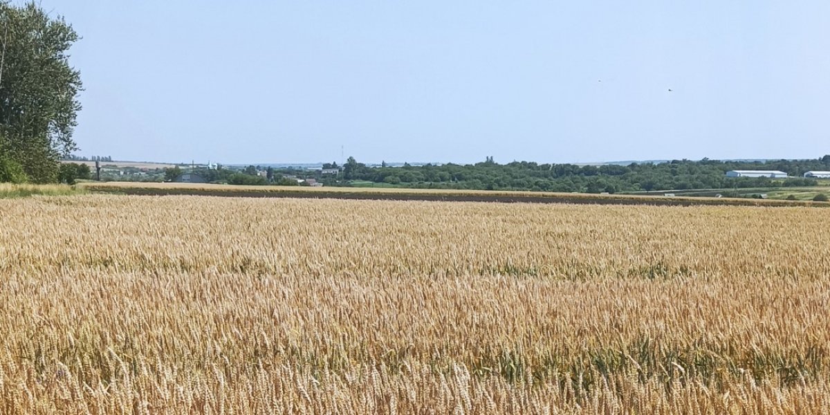 <p>УРОЖАЙНОСТЬ И КАЧЕСТВО СЕЛЬСКОХОЗЯЙСТВЕННЫХ КУЛЬТУР В РАЗЛИЧНЫХ ПАРОВЫХ ЗВЕНЬЯХ СЕВООБОРОТОВ</p>