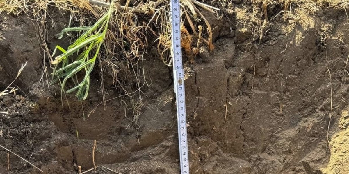 <p>ОЦЕНКА ФИЗИКО-ХИМИЧЕСКИХ СВОЙСТВ ЧЕРНОЗЕМА ЮЖНОГО В УСЛОВИЯХ СТАЦИОНАРНОГО СЕВООБОРОТА И ЗАЛЕЖНОМ СОСТОЯНИИ</p>