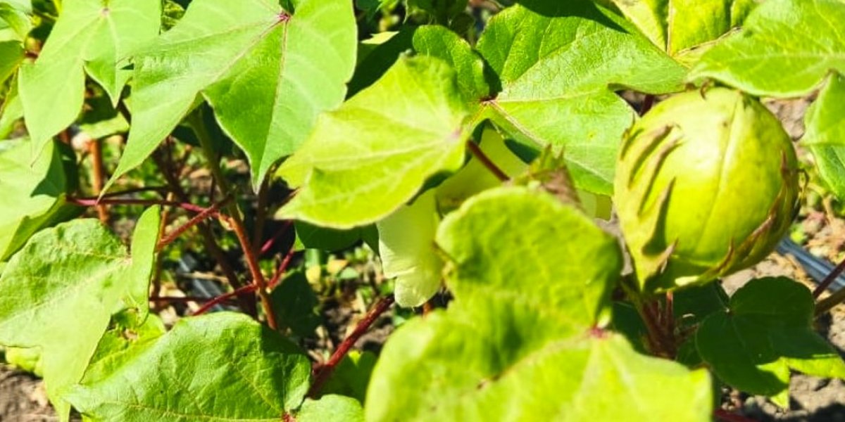 <p>ОСОБЕННОСТИ РАЗВИТИЯ И ПРОДУКТИВНОСТЬ СОРТОВ ХЛОПЧАТНИКА НА ФОНЕ ОРОШЕНИЯ В УСЛОВИЯХ РОСТОВСКОЙ ОБЛАСТИ</p>