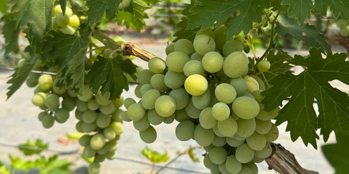 <p>ВЛИЯНИЕ КАПЕЛЬНОГО ОРОШЕНИЯ НА УРОЖАЙНОСТЬ И КАЧЕСТВО ПРОДУКЦИИ СТОЛОВОГО ВИНОГРАДА, ВСТУПИВШЕГО В ПЕРИОД ПЛОДОНОШЕНИЯ</p>