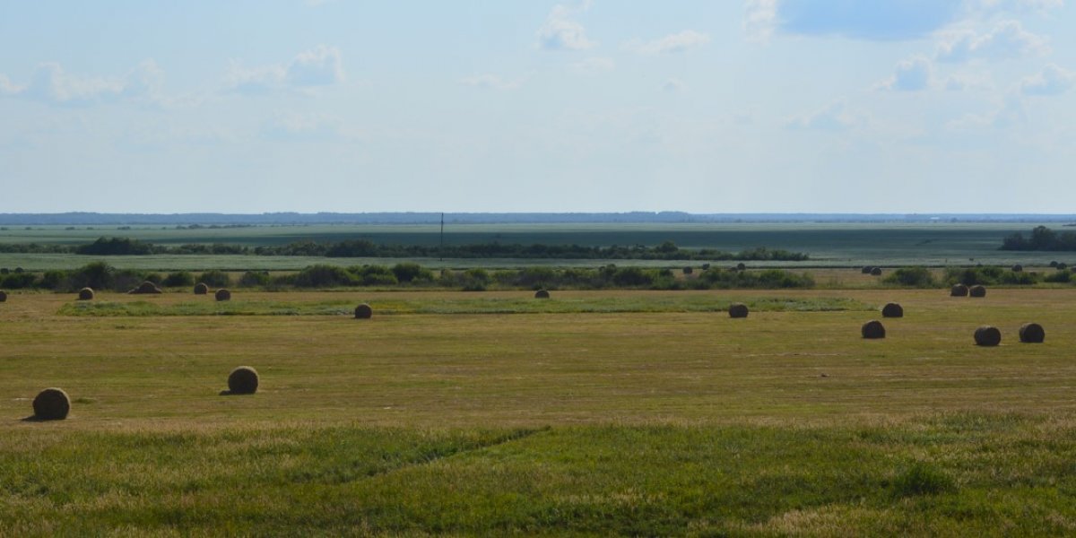 <p>ПОЧВЕННО-ЭКОЛОГИЧЕСКАЯ ОЦЕНКА И ИССЛЕДОВАНИЕ СТРУКТУРНО-АГРЕГАТНОГО СОСТОЯНИЯ ТЕРРИТОРИЙ ЛИМАННОГО ОРОШЕНИЯ ДОЛИНЫ РЕКИ ОМЬ НА ЮГО-ВОСТОКЕ ЗАПАДНОЙ СИБИРИ</p>