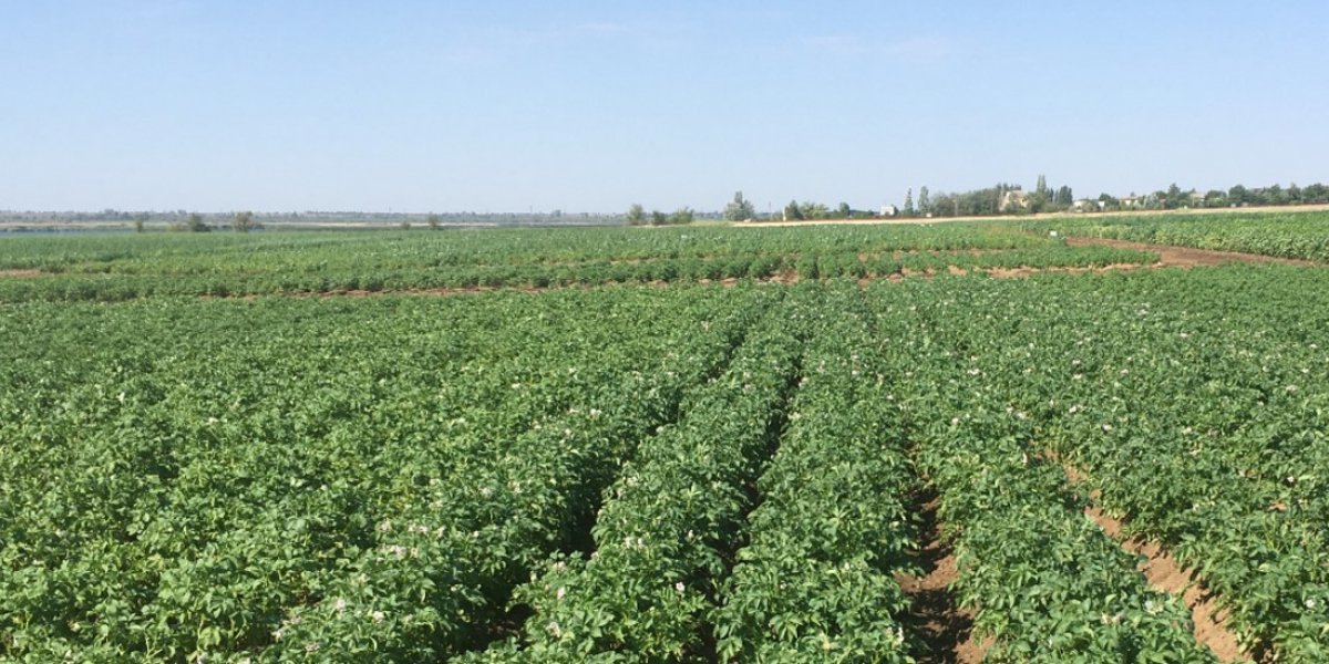 <p>АГРОЭКОЛОГИЧЕСКОЕ ИСПЫТАНИЕ СОРТОВ КАРТОФЕЛЯ С ЦВЕТНОЙ МЯКОТЬЮ В УСЛОВИЯХ ОРОШЕНИЯ НА ЮЖНОМ СКЛОНЕ ПРИВОЛЖСКОЙ ВОЗВЫШЕННОСТИ</p>