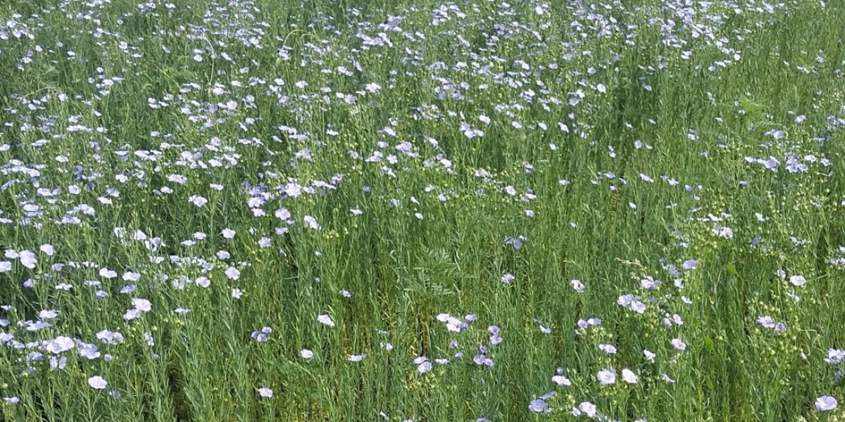 <p>СТРУКТУРА И ВОДОУСТОЙЧИВОСТЬ ЧЕРНОЗЕМОВ ОБЫКНОВЕННЫХ ПРИ РАЗНЫХ ПРИЕМАХ ОБРАБОТКИ ПОЧВЫ В ПОСЕВАХ ЛЬНА МАСЛИЧНОГО НА СКЛОНЕ</p>