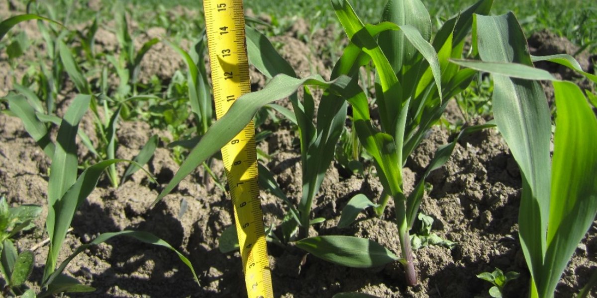 <p>ВОДОПРОЧНОСТЬ ПОЧВЕННЫХ АГРЕГАТОВ В ЗАВИСИМОСТИ ОТ КУЛЬТУР СЕВООБОРОТА В СУБАЛЬПИЙСКОМ ПОЯСЕ СЕВЕРНОЙ ОСЕТИИ</p>