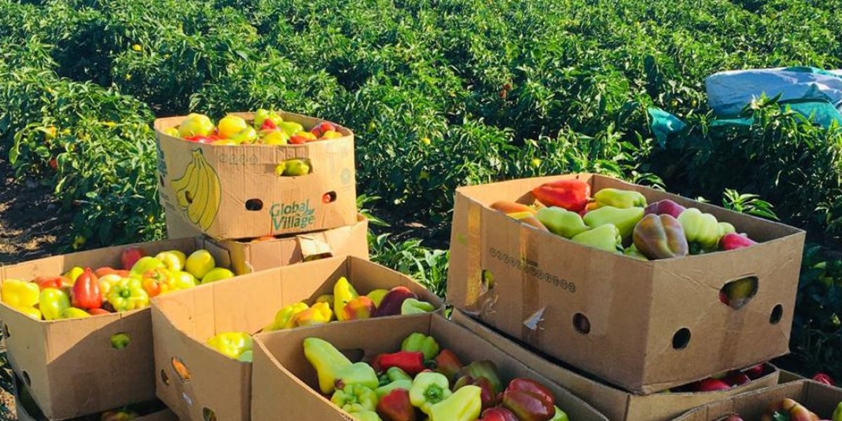 <p>ПРИМЕНЕНИЕ БИОПРЕПАРАТА TEVIX В СИСТЕМЕ БИОЛОГИЗАЦИИ ПРОИЗВОДСТВА ОВОЩЕЙ В СУХОСТЕПНОМ ПОВОЛЖЬЕ</p>