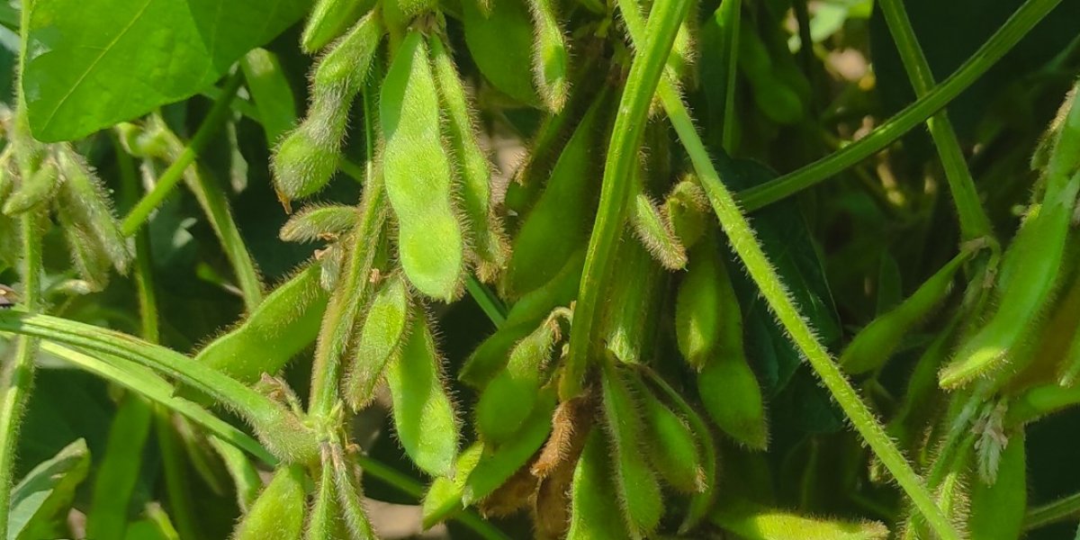 <p>ДЕЙСТВИЕ ИНОКУЛЯЦИИ И ВНЕКОРНЕВЫХ ПОДКОРМОК ПОСЕВОВ ОРОШАЕМОЙ СОИ НА СИМБИОТИЧЕСКУЮ ДЕЯТЕЛЬНОСТЬ И ПРОДУКТИВНОСТЬ В УСЛОВИЯХ ВОЛГО-ДОНСКОГО МЕЖДУРЕЧЬЯ</p>